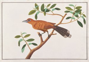 ラッフルズマルコハ、マラッカの鳥の絵、1805-18年頃（紙にトイレ） 作： Chinese School